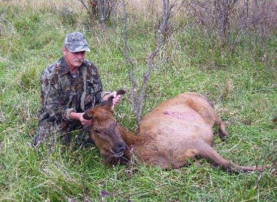 Cow Elk Hunt